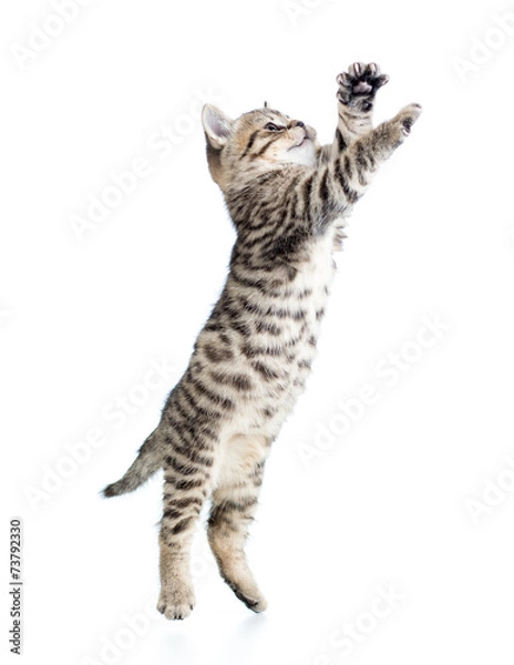 Fototapeta jumping scottish kitten