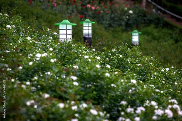 Obraz View of the roses in the garden