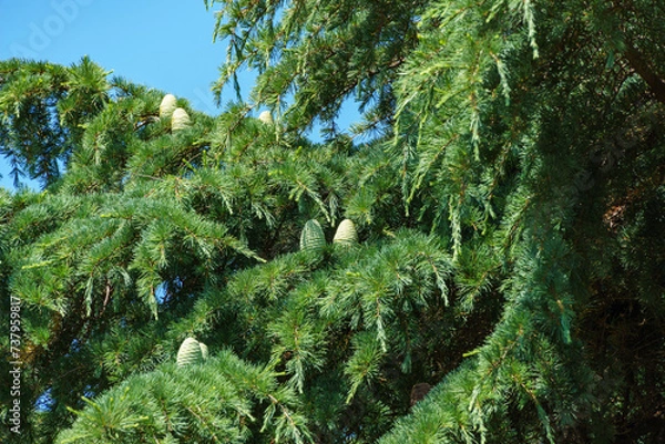 Fototapeta Close-up of green needles and young female cones of Himalayan cedar (Cedrus Deodara, Deodar) growing in Sochi. Selective focus. Beautiful natural green background for any design