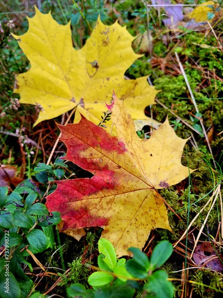 Fototapeta autumn leaves background