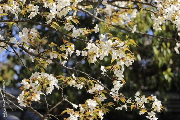 Obraz 山桜