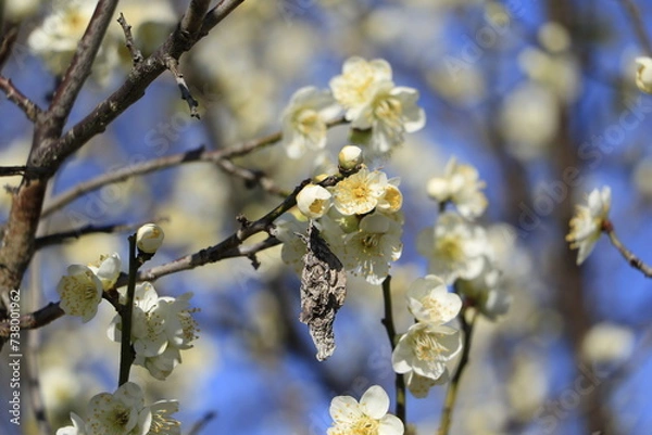 Obraz 梅の花とミノムシ