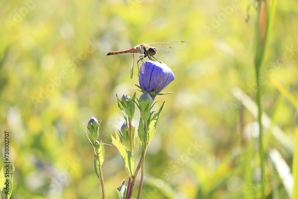 Obraz 桔梗の蕾に留まっている赤蜻蛉
