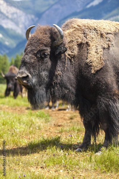 Obraz American Bison or Buffalo
