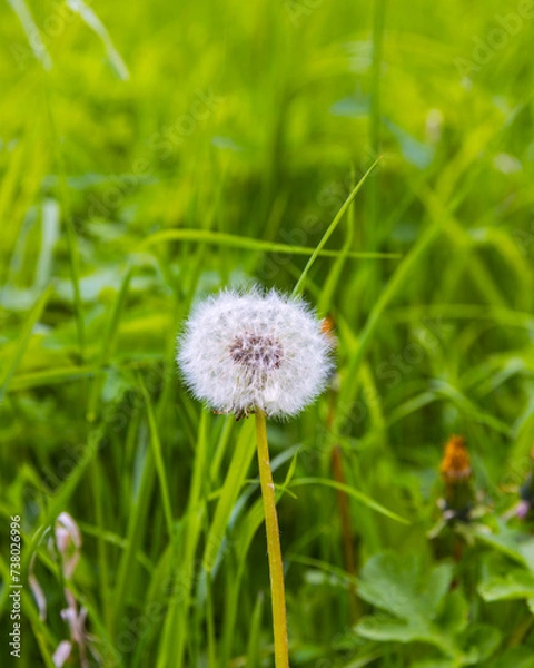 Obraz Dandelion