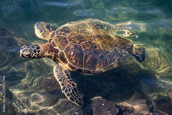 Obraz Green Sea Turtle Swimming Close Up in Hawaii