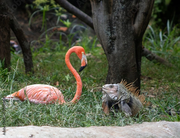 Fototapeta Miradas, Flamenco, zoo, iguana, salvaje