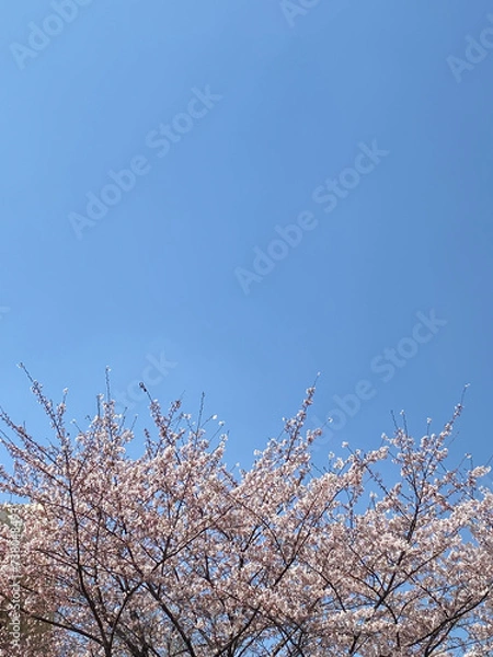 Obraz 벚꽃 하늘