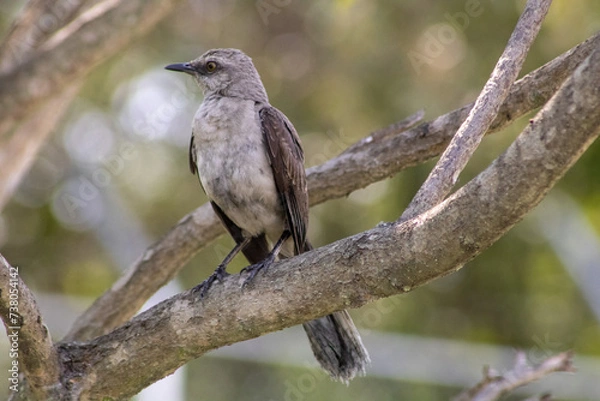 Obraz sinsonte norteño