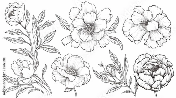 Fototapeta Set of peony flowers and leaves, Hand drawn botanical vector illustration, Generative AI illustrations.
