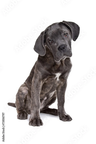 Obraz grey cane corso puppy dog