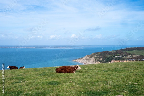 Obraz Domesticated farmed cattle cows resting on the top of grazing land in Isle Of Wight 2