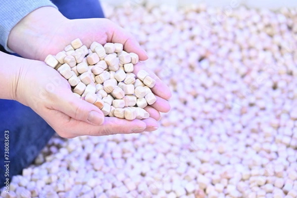 Obraz 편백 장난감 