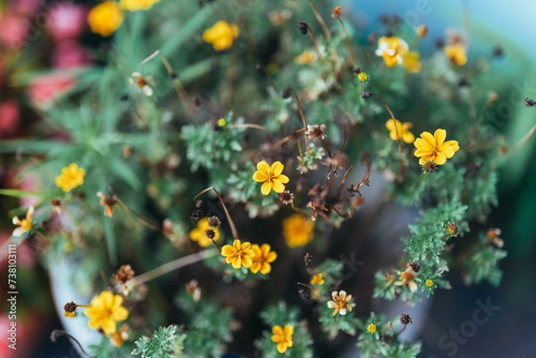 Fototapeta 花壇のビデンス