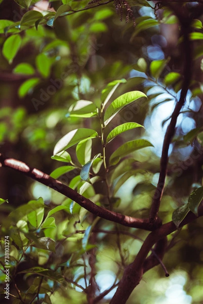 Fototapeta 木漏れ日の葉