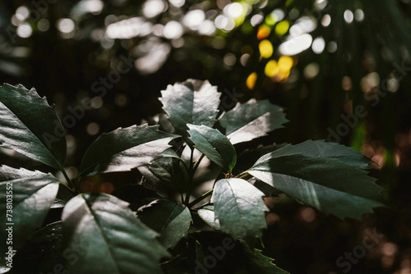 Fototapeta 木漏れ日の葉