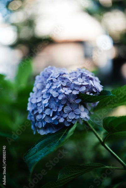 Fototapeta 紫陽花