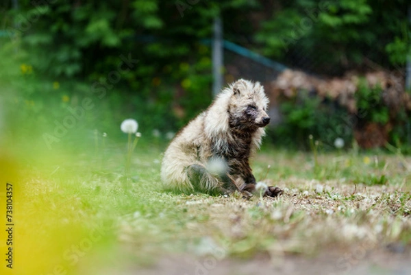 Fototapeta 狸の日向ぼっこ