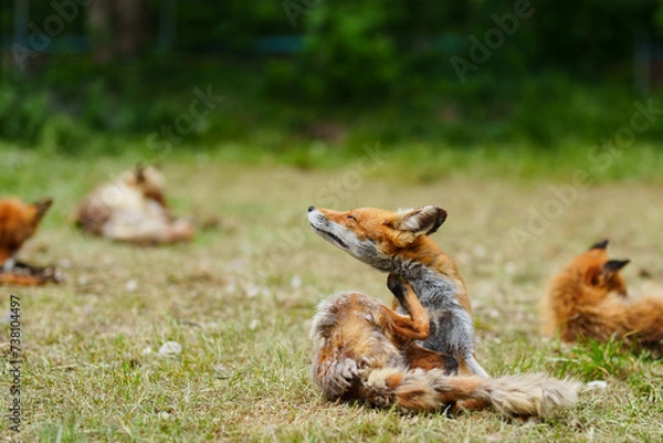 Fototapeta キタキツネ