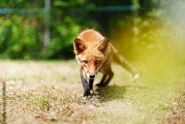 Fototapeta キタキツネ