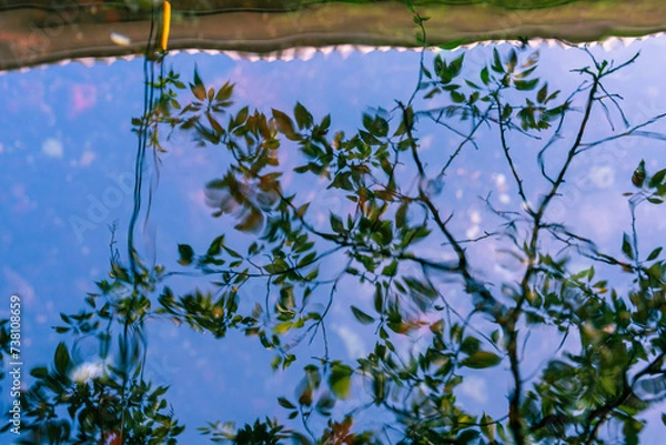 Fototapeta 枝葉のリフレクション