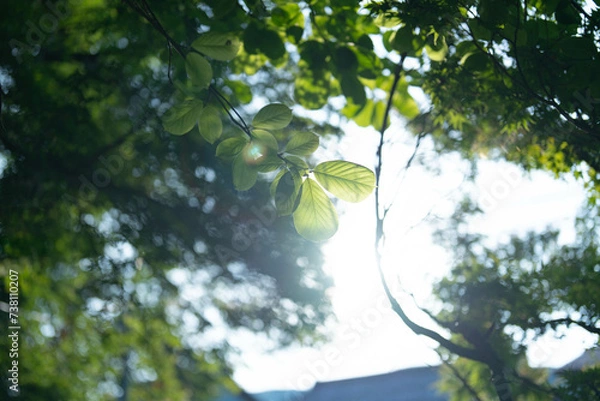 Fototapeta 逆光と葉