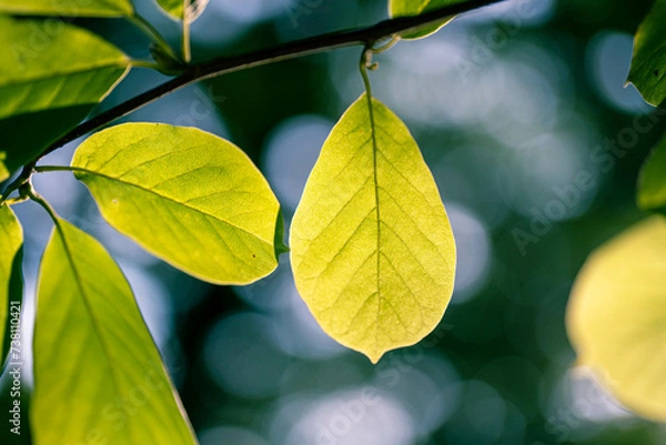 Fototapeta 照らされた葉