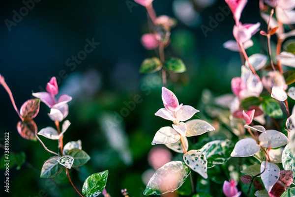 Fototapeta ハツユキカズラ