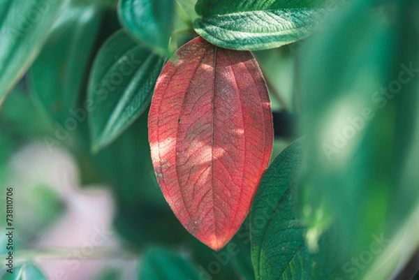 Fototapeta ノボタンの赤い葉