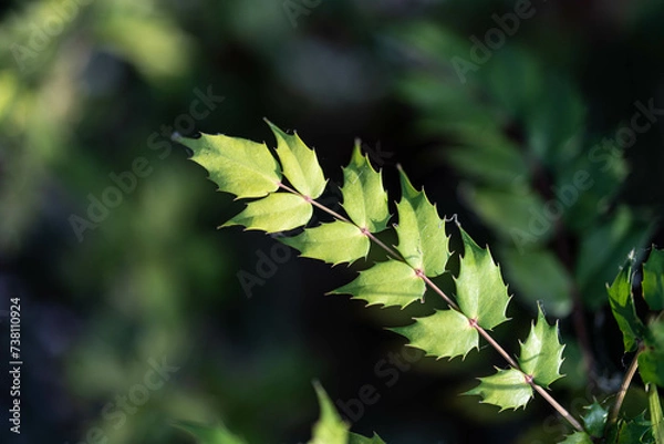 Fototapeta ヒイラギナンテンにスポットライト