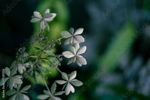 Fototapeta 名前のわからない植物