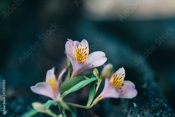 Fototapeta 地面のアルストロメリア