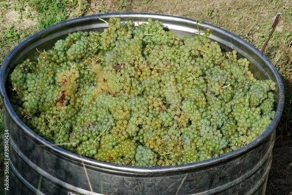 Obraz Abgeerntete Weintrauben in einem Metallbehälter