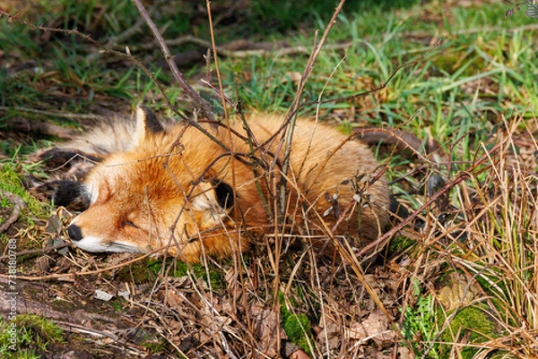 Obraz Schlafender Fuchs