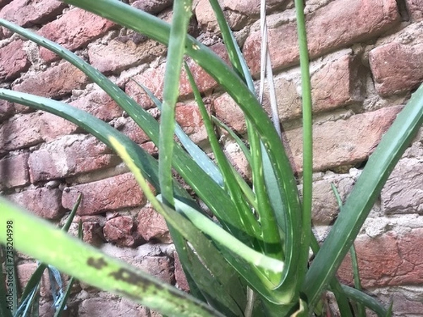 Obraz Aloe Vera tree with background 