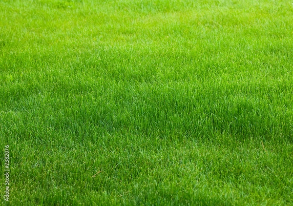 Fototapeta green grass background