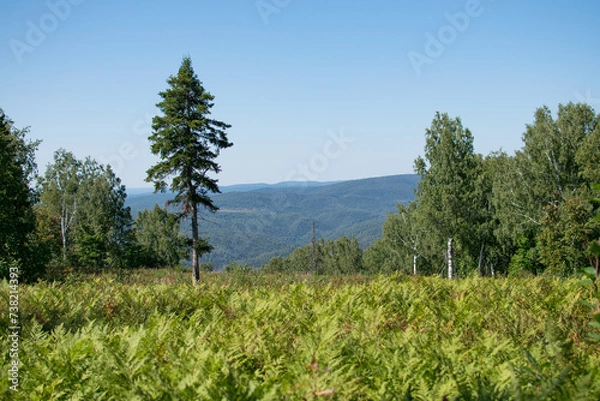 Fototapeta A picturesque high-altitude meadow with larch trees, in the distance of which mountains can be seen