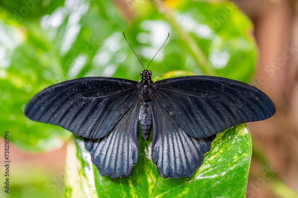 Fototapeta Closeup macro view of tropical butterfly of jungle - Heliconius melpomene rosina, Papilio lowi, Papilio demoleus, Monarch butterfly (danaus plexippus) on the green leaves.