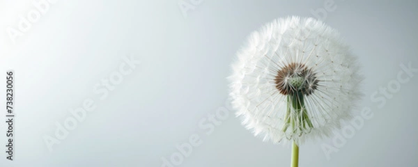 Fototapeta Soft grey studio background accentuates the purity and mobility of a white fluffy dandelion