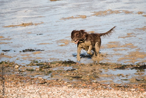 Obraz dog running in the mud on the beach, during low tide