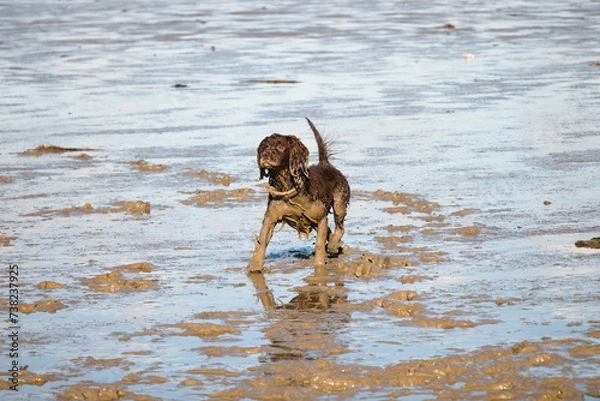 Obraz Dog running through the mud during low tide in the sea