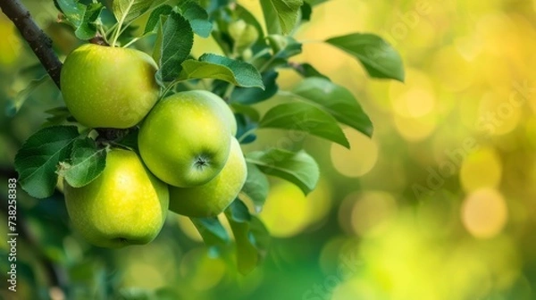 Fototapeta Tempting Harvest: Apples You'll Crave at First Sight