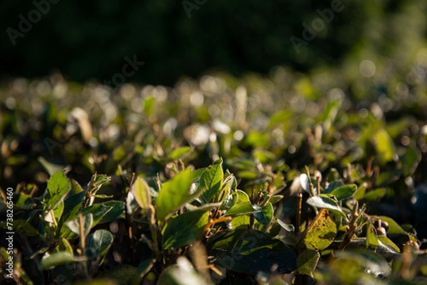Fototapeta The green foliage of shrubs in summer. Background and texture. The plant is in close-up.