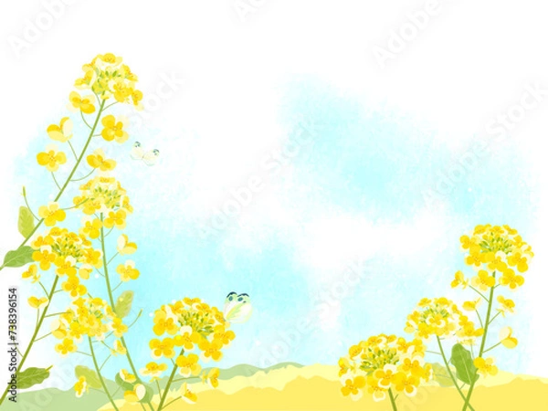 Obraz 菜の花と青い空の背景イラスト