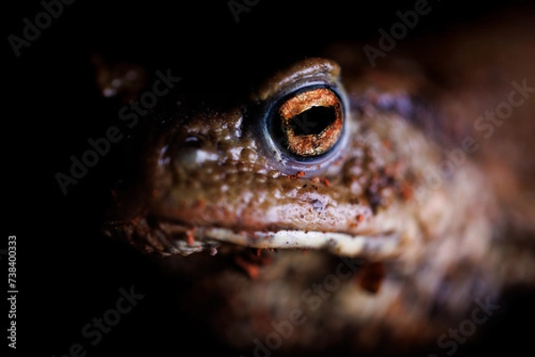 Fototapeta Erdkröte