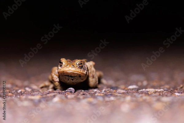 Fototapeta Erdkröte