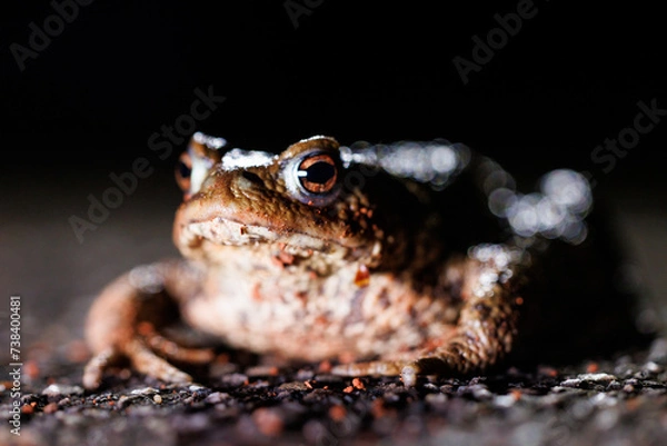 Fototapeta Erdkröte