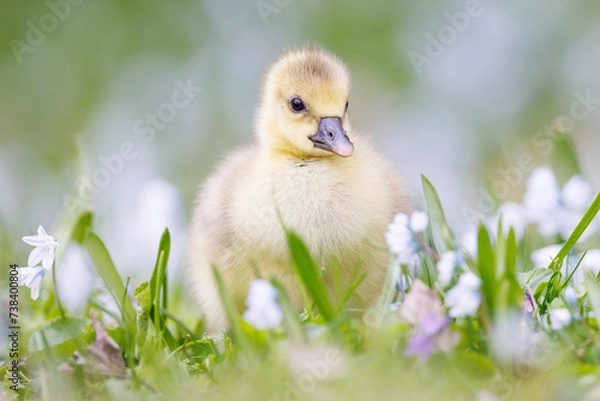 Fototapeta Graugans Küken