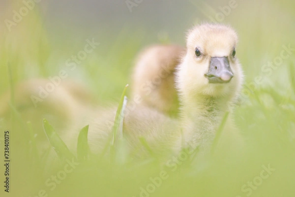 Fototapeta Graugans Küken