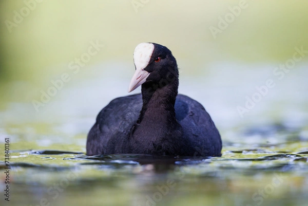 Fototapeta Blässhuhn